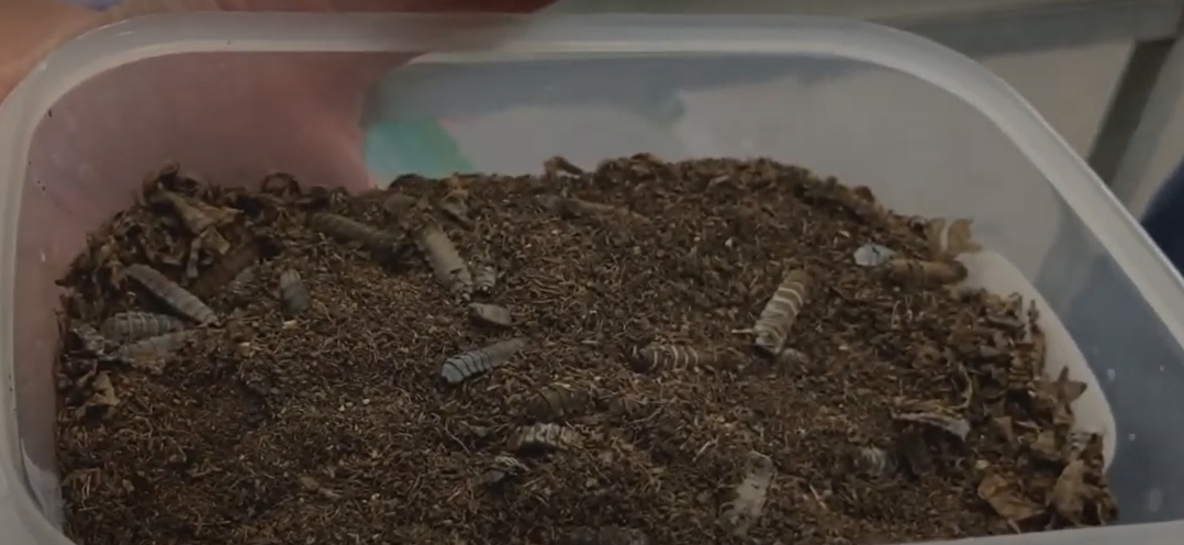 VIDEO ! Quand les larves de mouche nourrissent les animaux