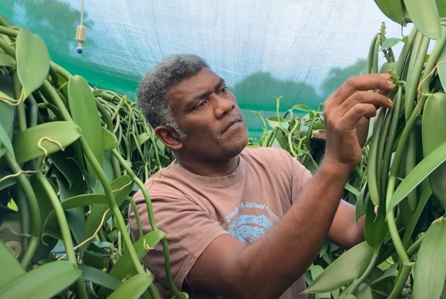 La vanille des îles Loyauté, un trésor sous-exploité